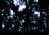 trees with light 2-Edit