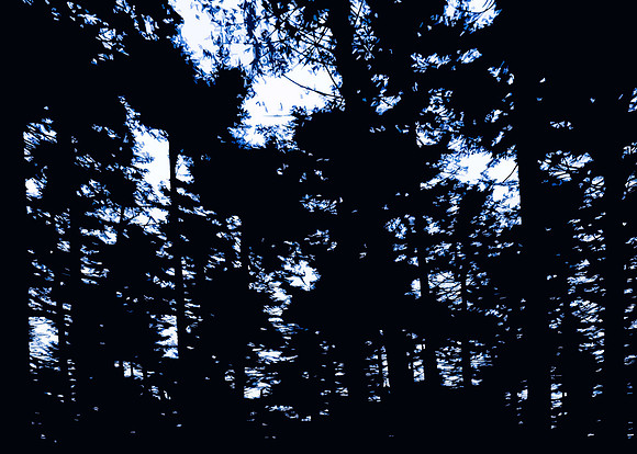 trees with light 2-Edit